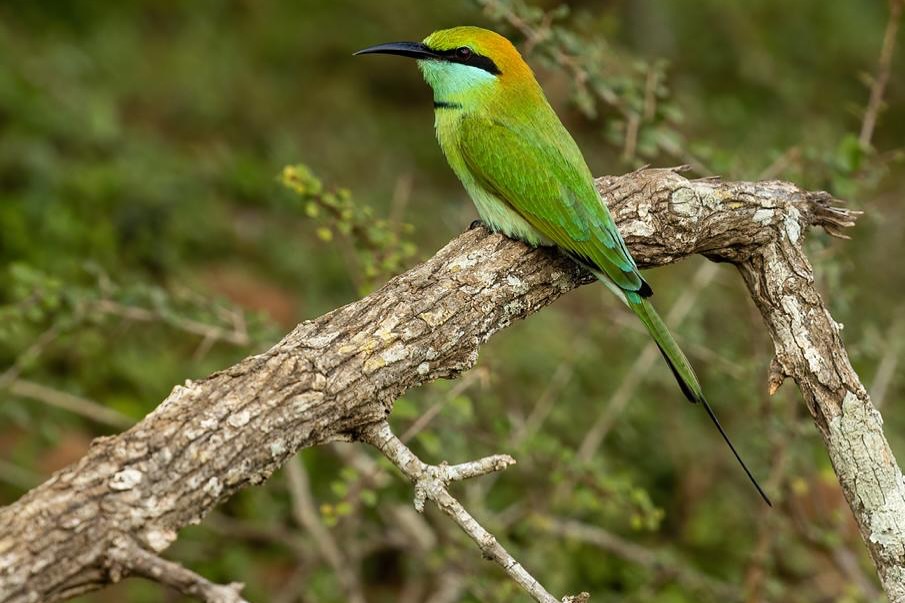 Green bee-eater bird in Sri Lanka
