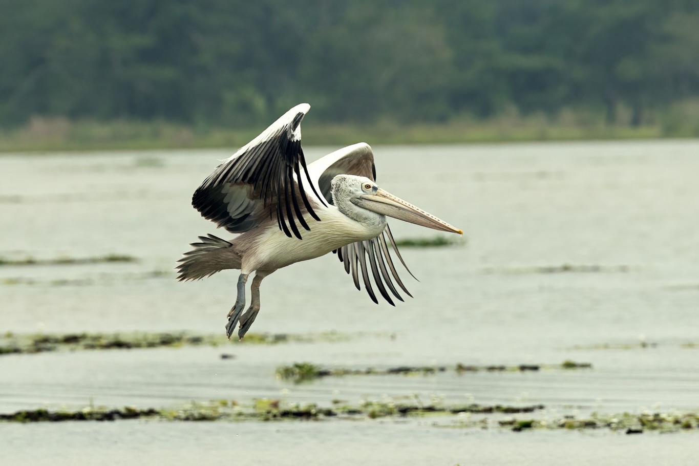 Pelican in flight over wetlands