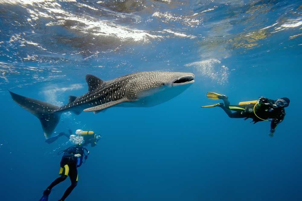 Divers swimming with whale shark